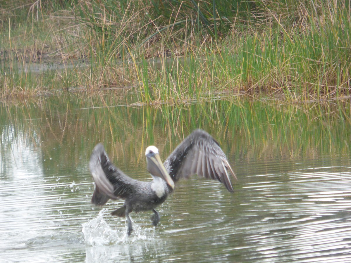 brunpelikan - ML646933210