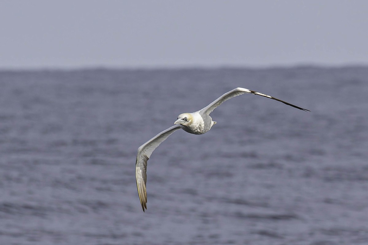 סולה מצויה - ML646933211