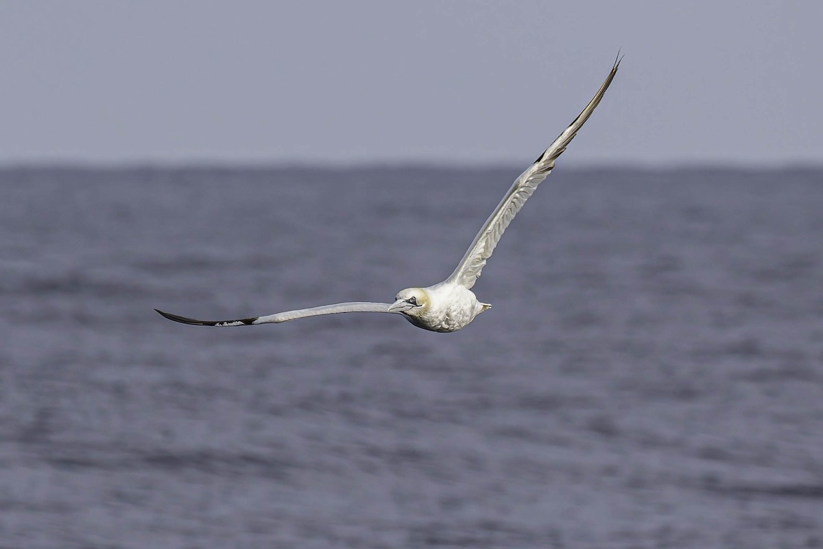 סולה מצויה - ML646933213