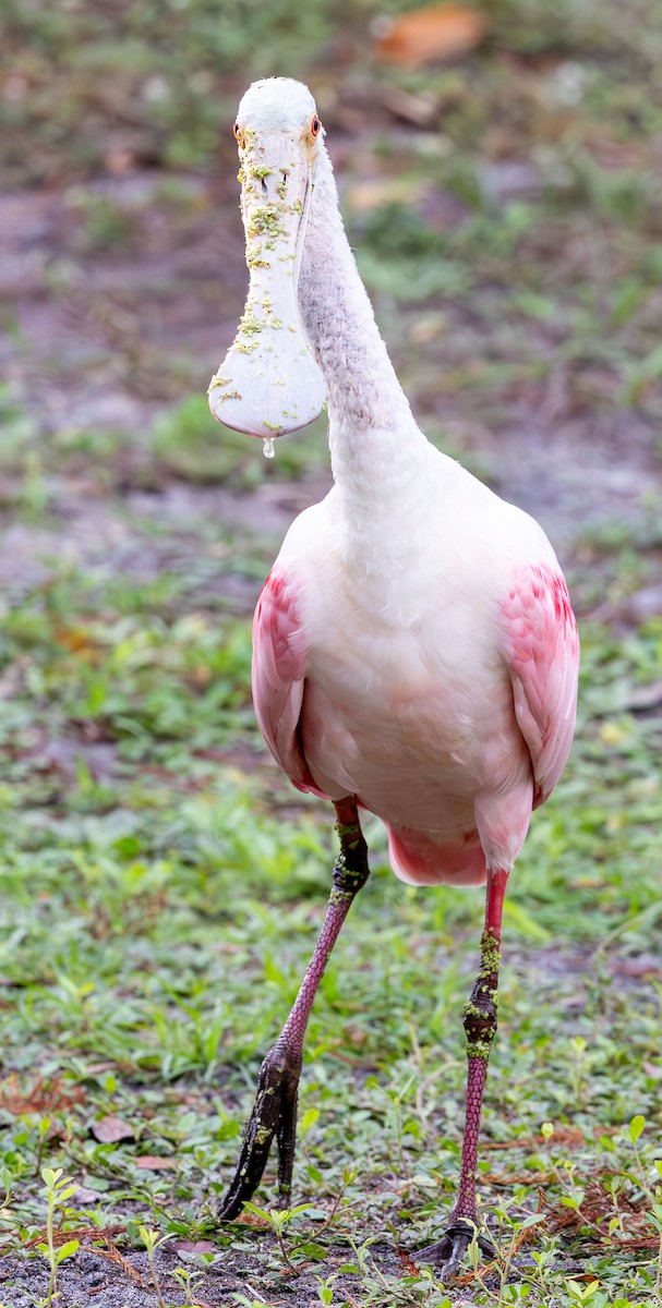 Roseate Spoonbill - ML646933215