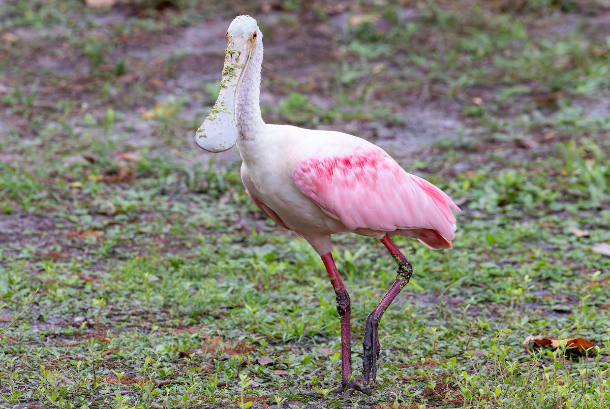 Roseate Spoonbill - ML646933216