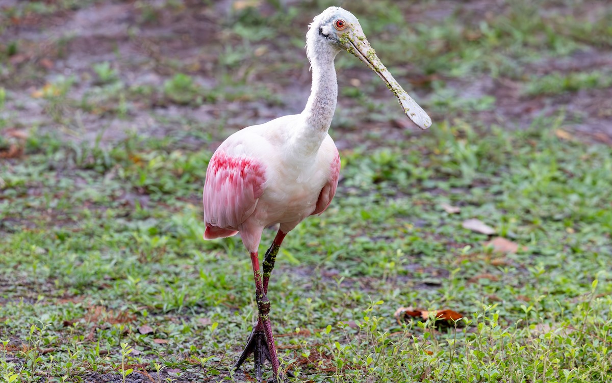 Roseate Spoonbill - ML646933217