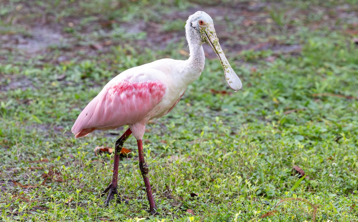 Roseate Spoonbill - ML646933218