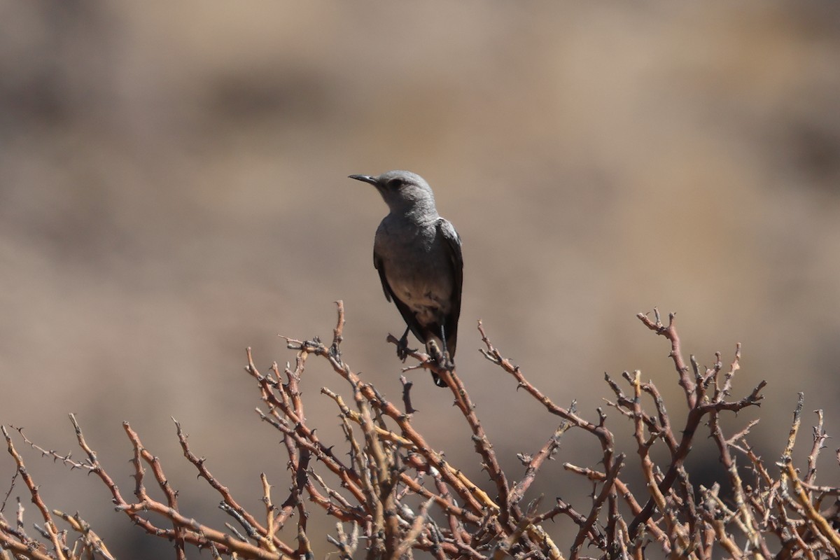 Смолярик білокрилий - ML646933219