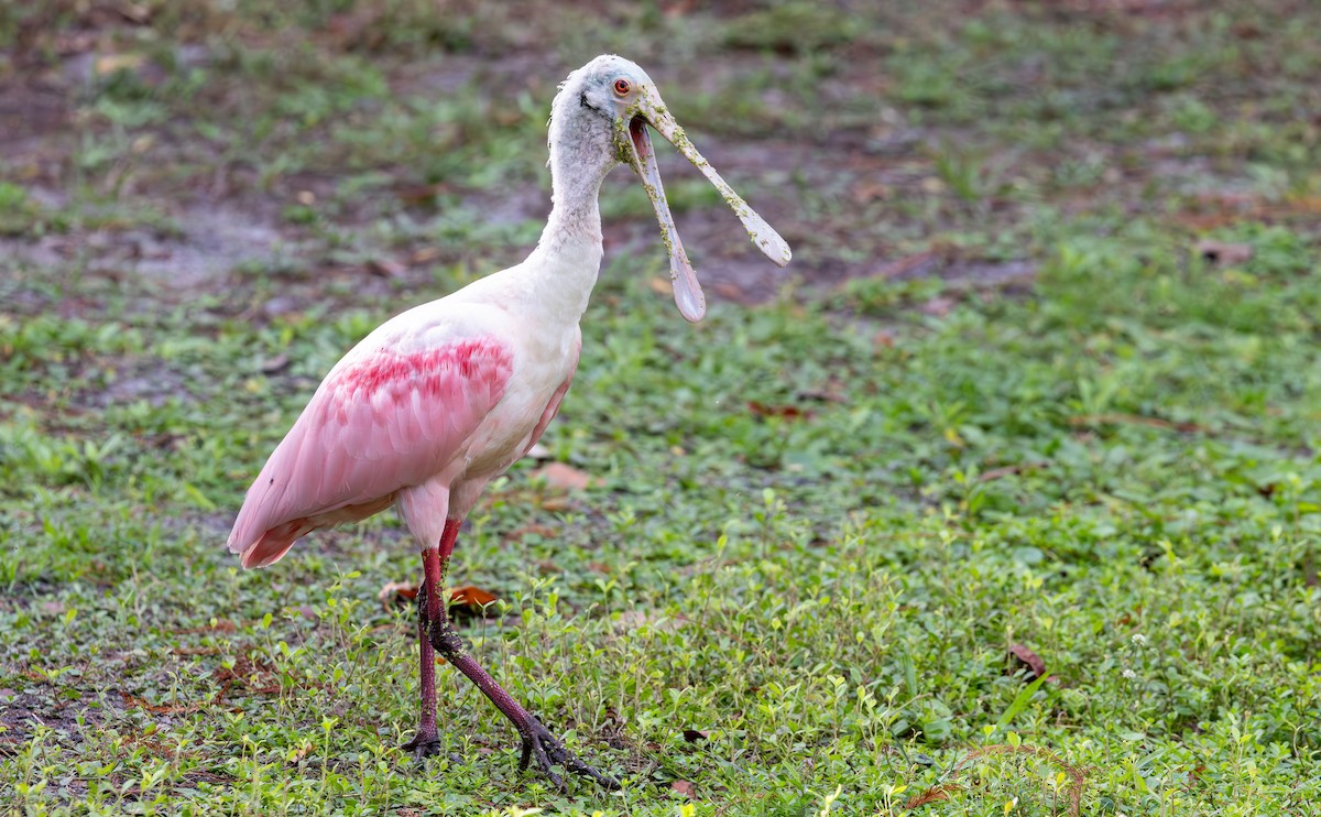 Roseate Spoonbill - ML646933220