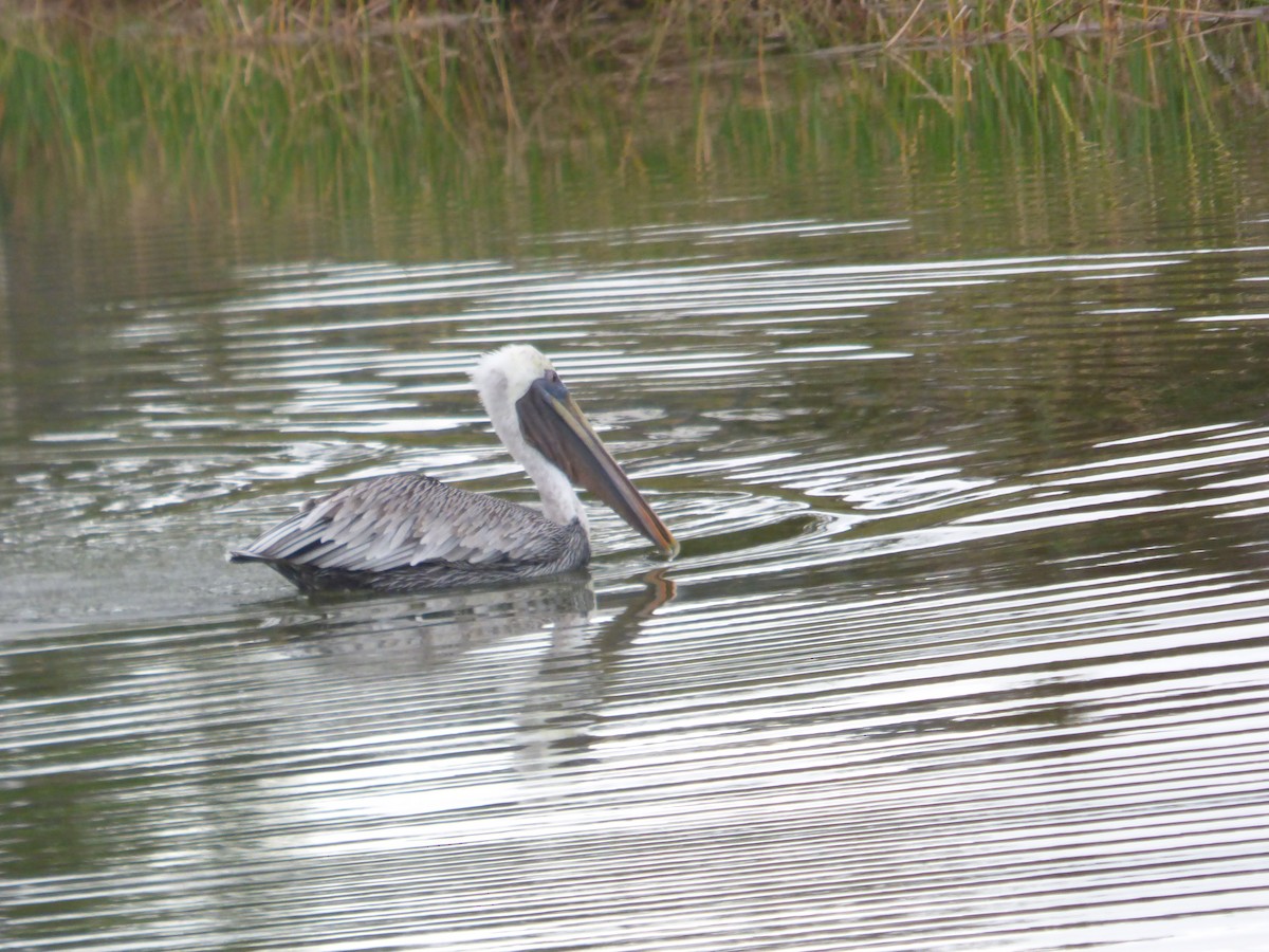 brunpelikan - ML646933222