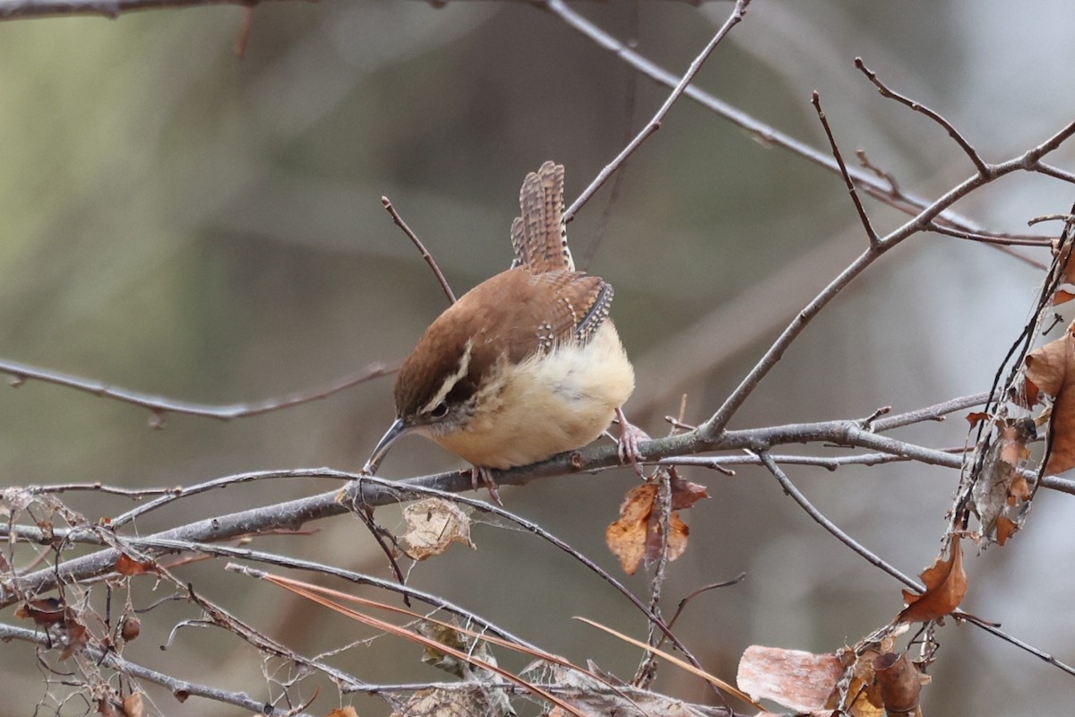 Cucarachero de Carolina - ML646933223