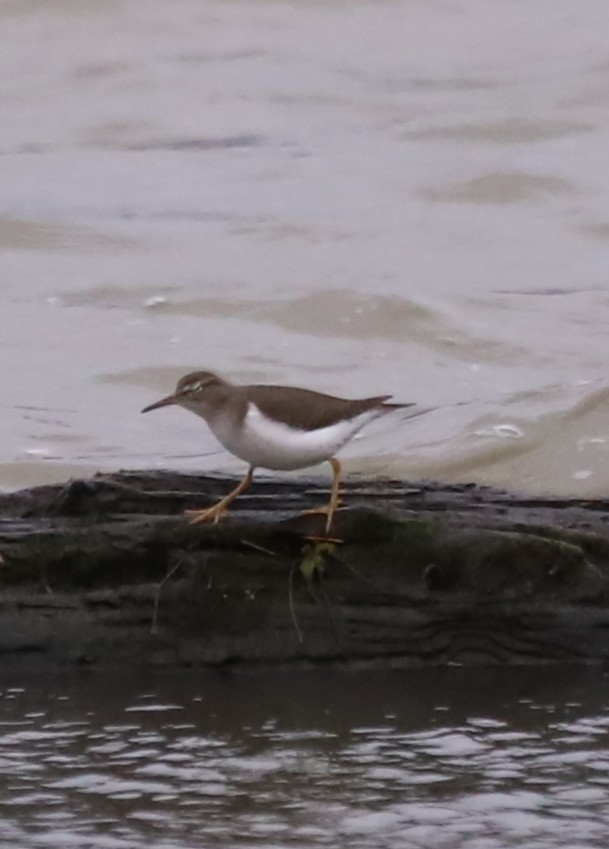 Spotted Sandpiper - ML646933225