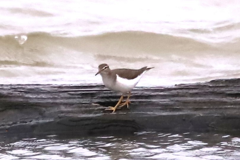 Spotted Sandpiper - ML646933226