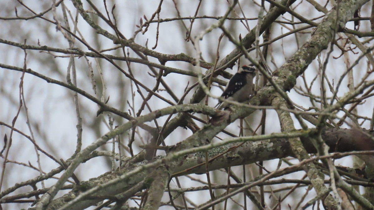 Downy Woodpecker - ML646933227