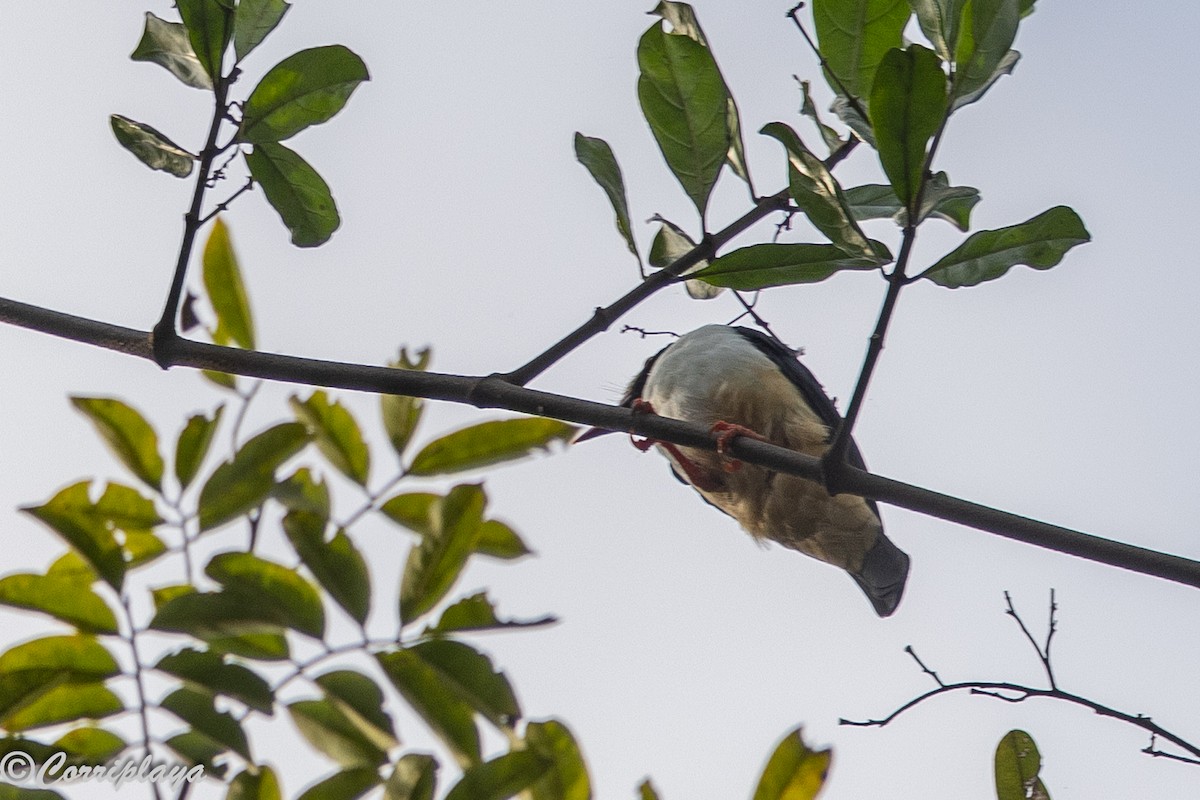 Red-billed Helmetshrike - ML646933231