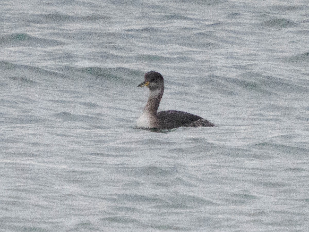 Red-necked Grebe - ML646933232