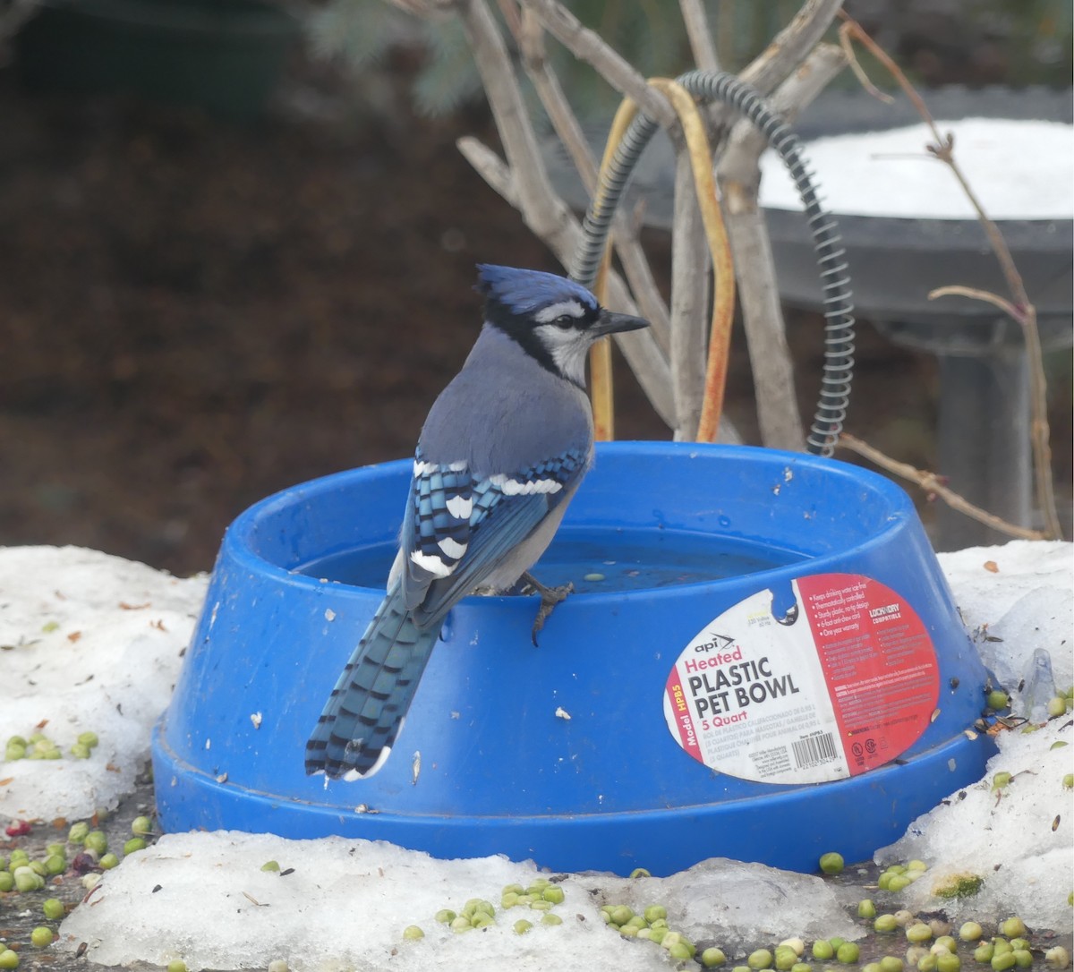 Blue Jay - ML646933235