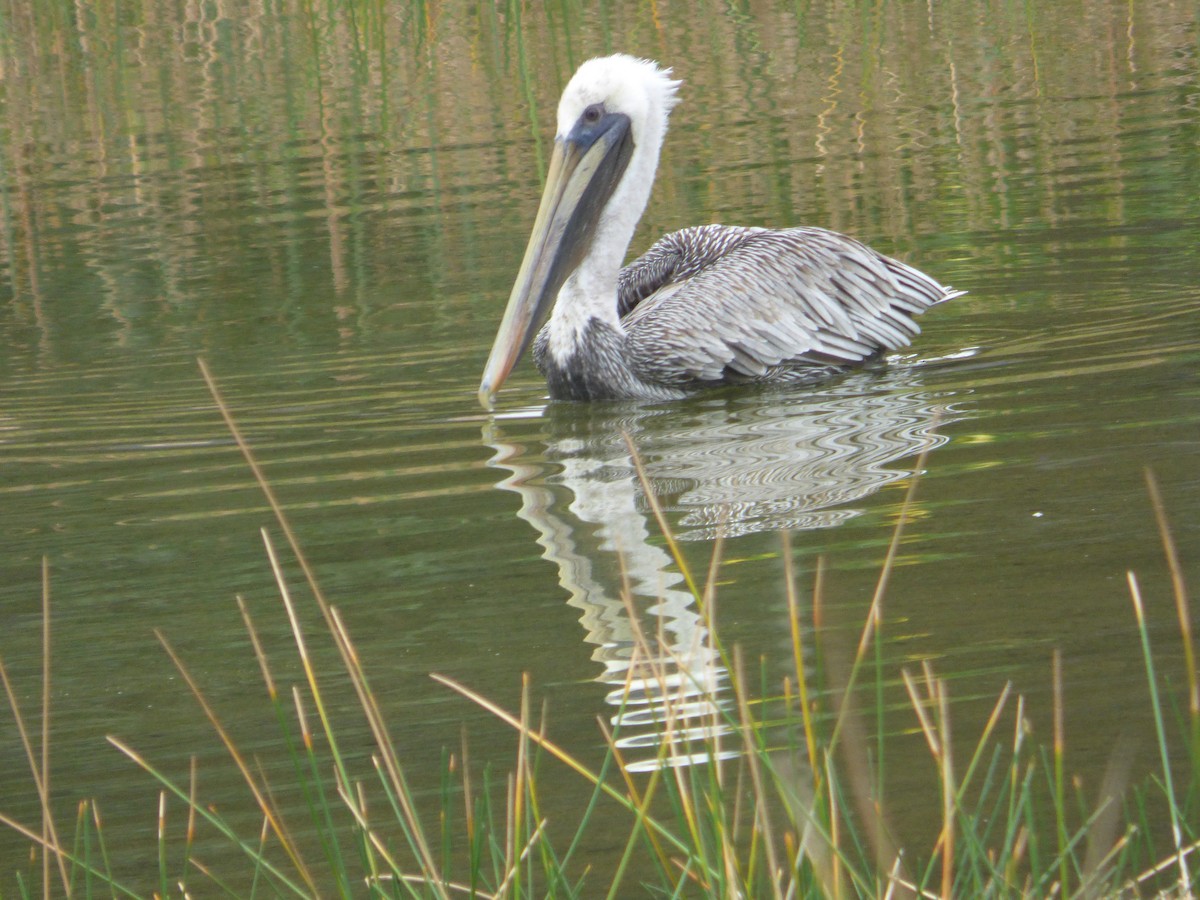 brunpelikan - ML646933242