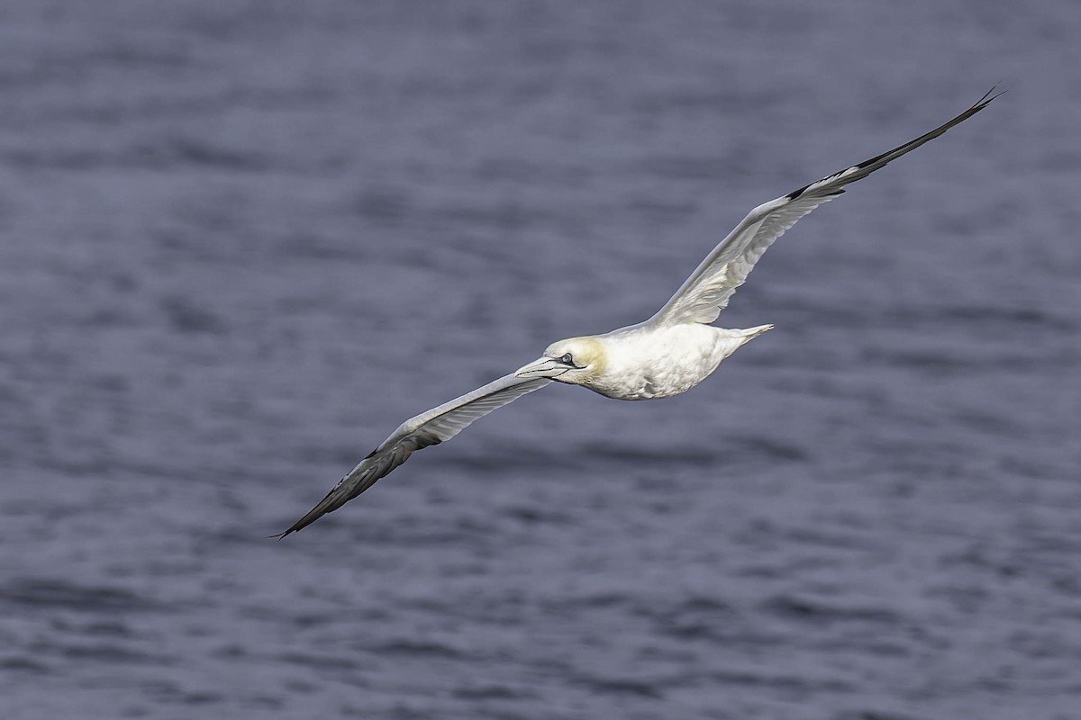 סולה מצויה - ML646933244