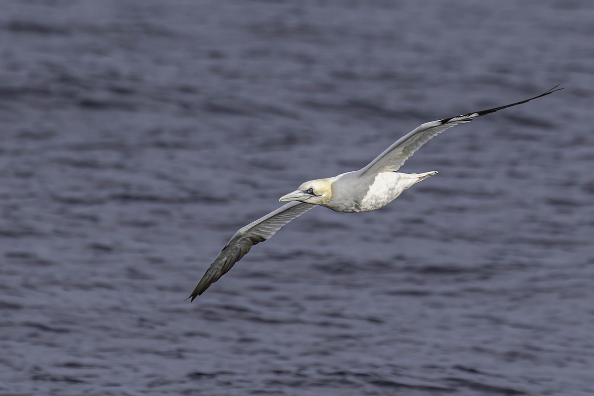 סולה מצויה - ML646933249