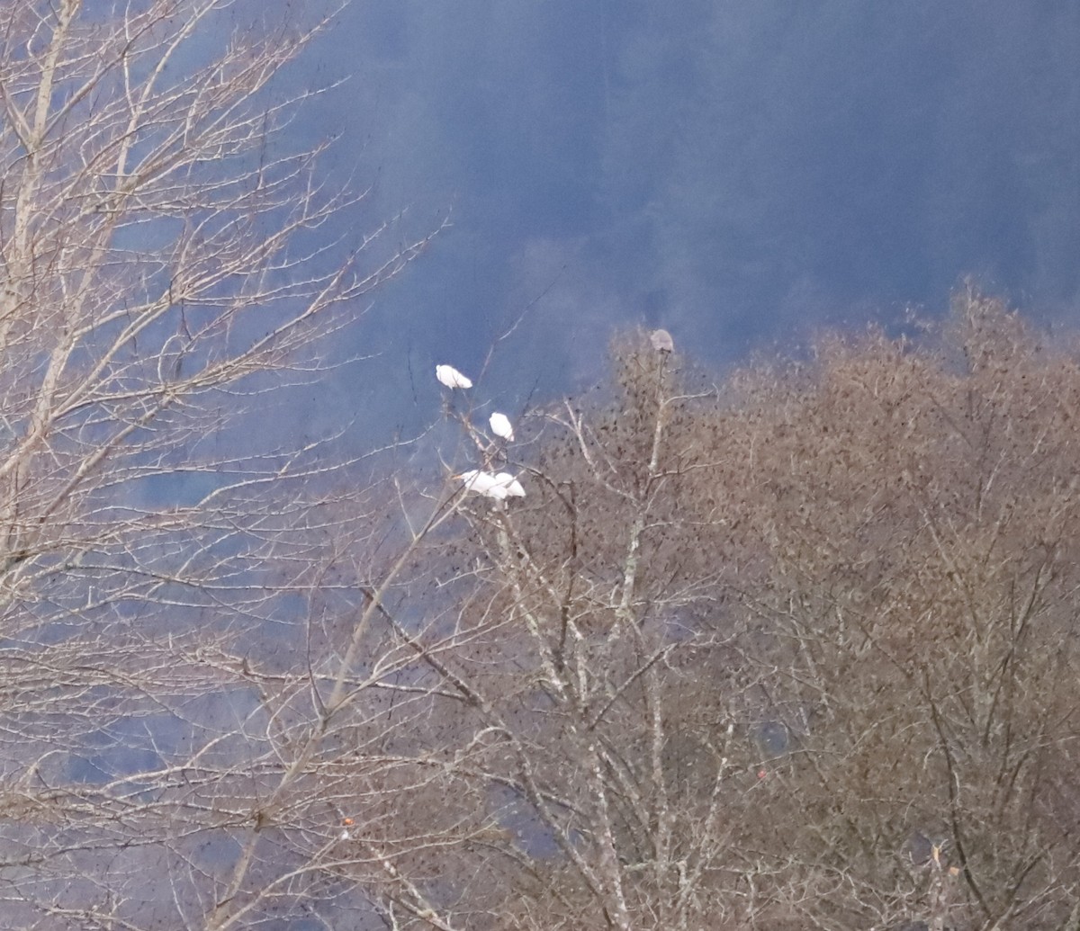 Great Egret - ML646933252