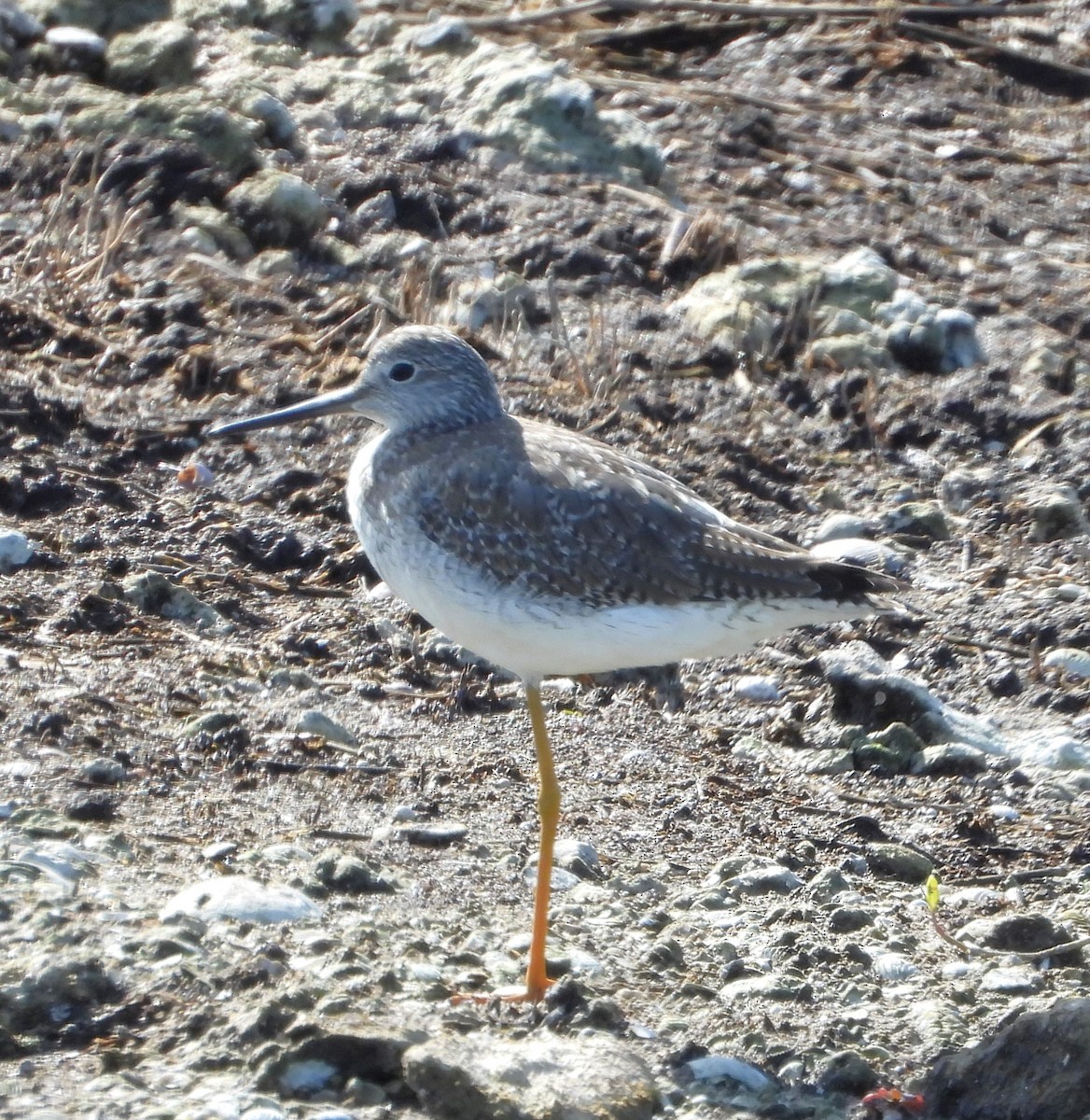 plystresnipe - ML646933254