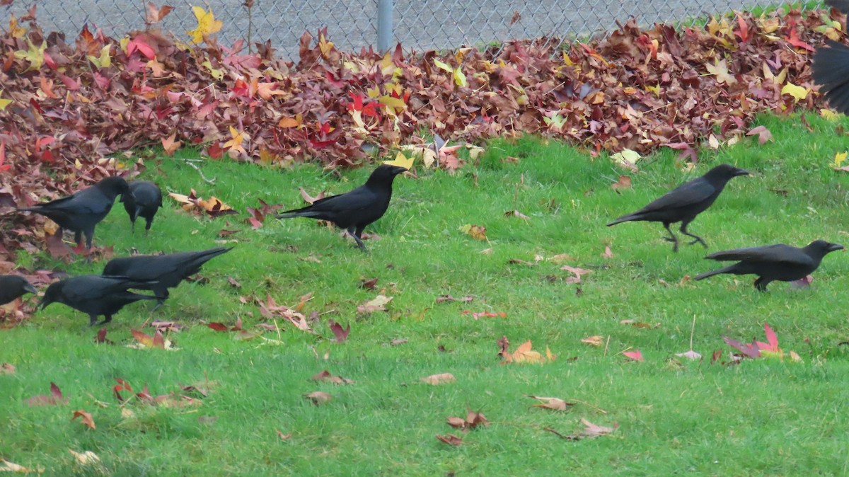 American Crow - ML646933262