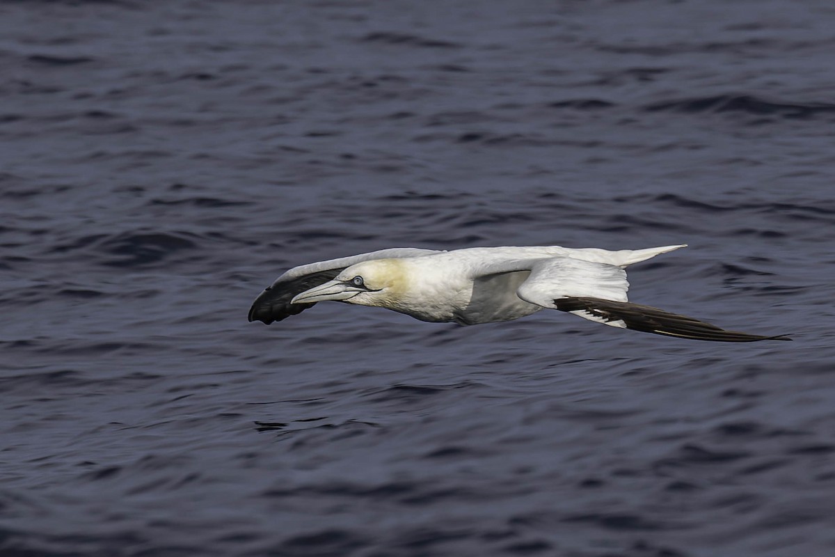 סולה מצויה - ML646933263