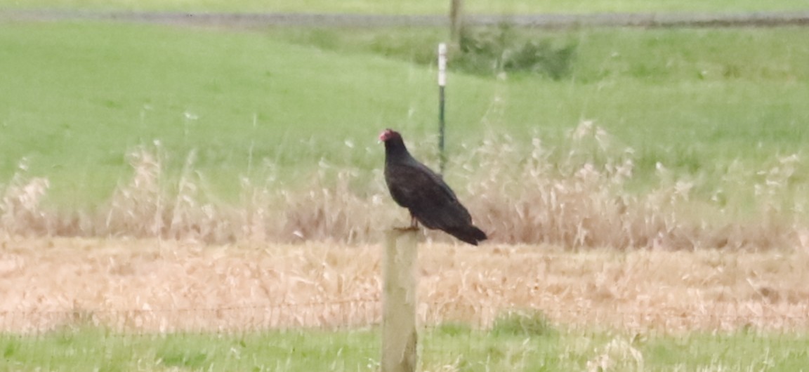 Turkey Vulture - ML646933266