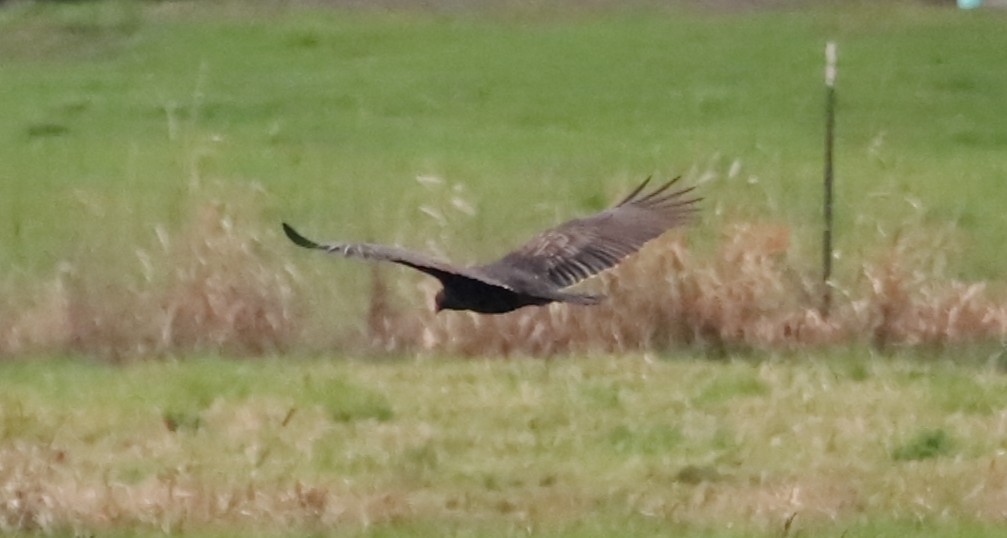 Turkey Vulture - ML646933267