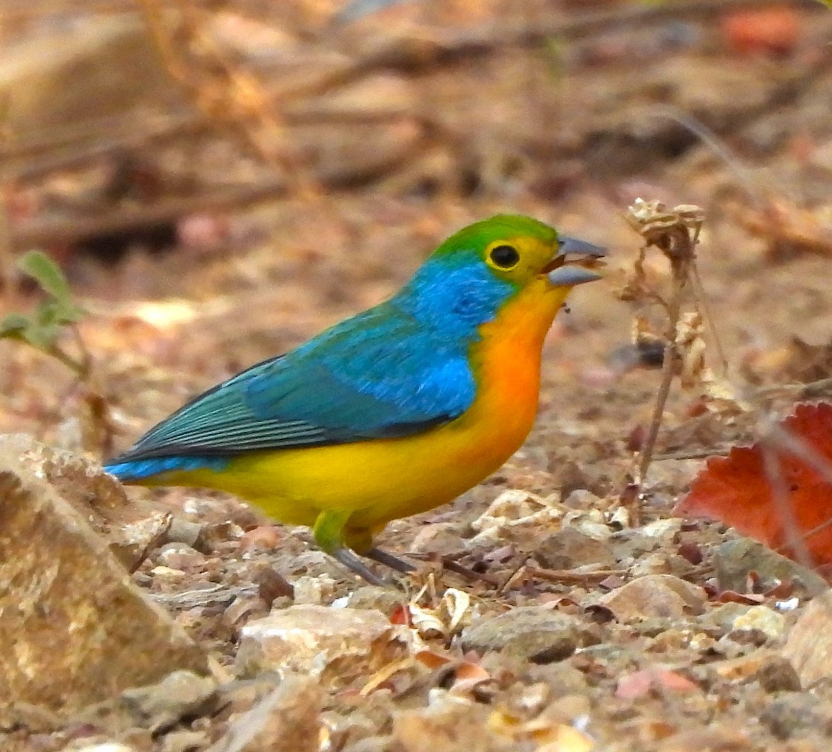 Orange-breasted Bunting - ML646933269