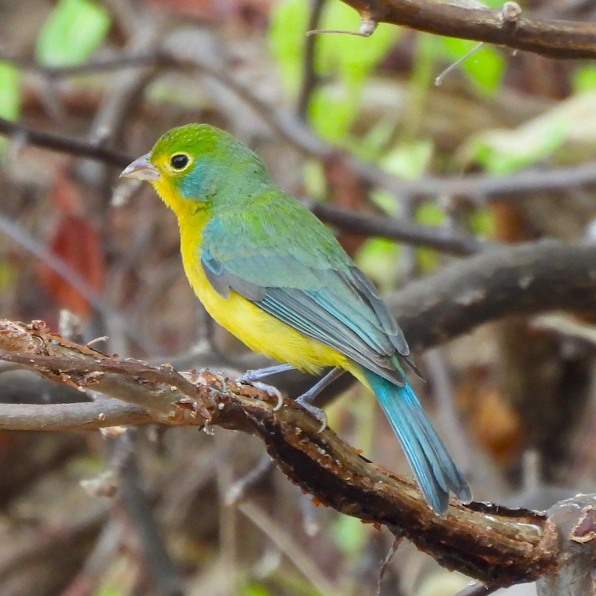 Orange-breasted Bunting - ML646933270
