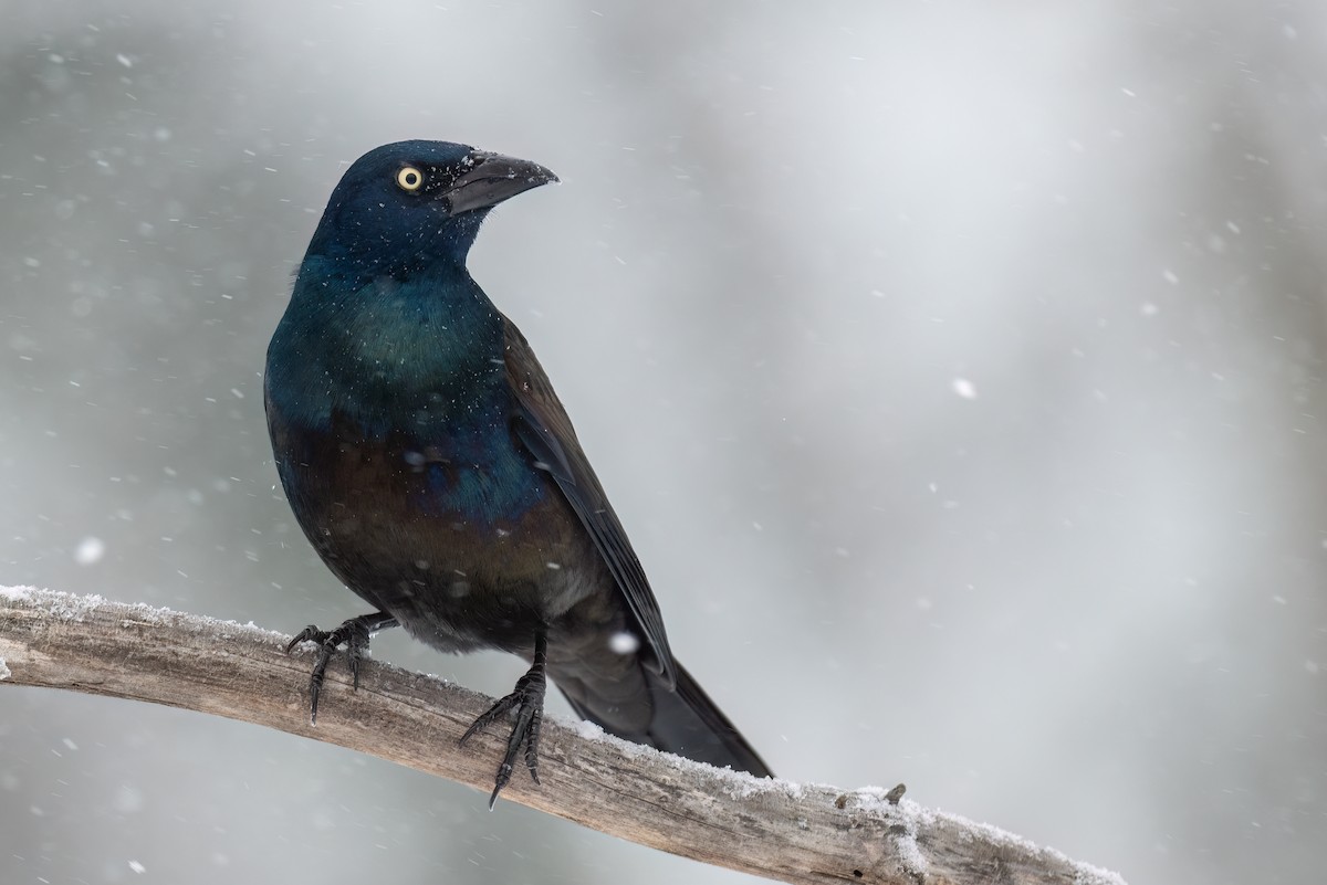 Common Grackle - ML646933272