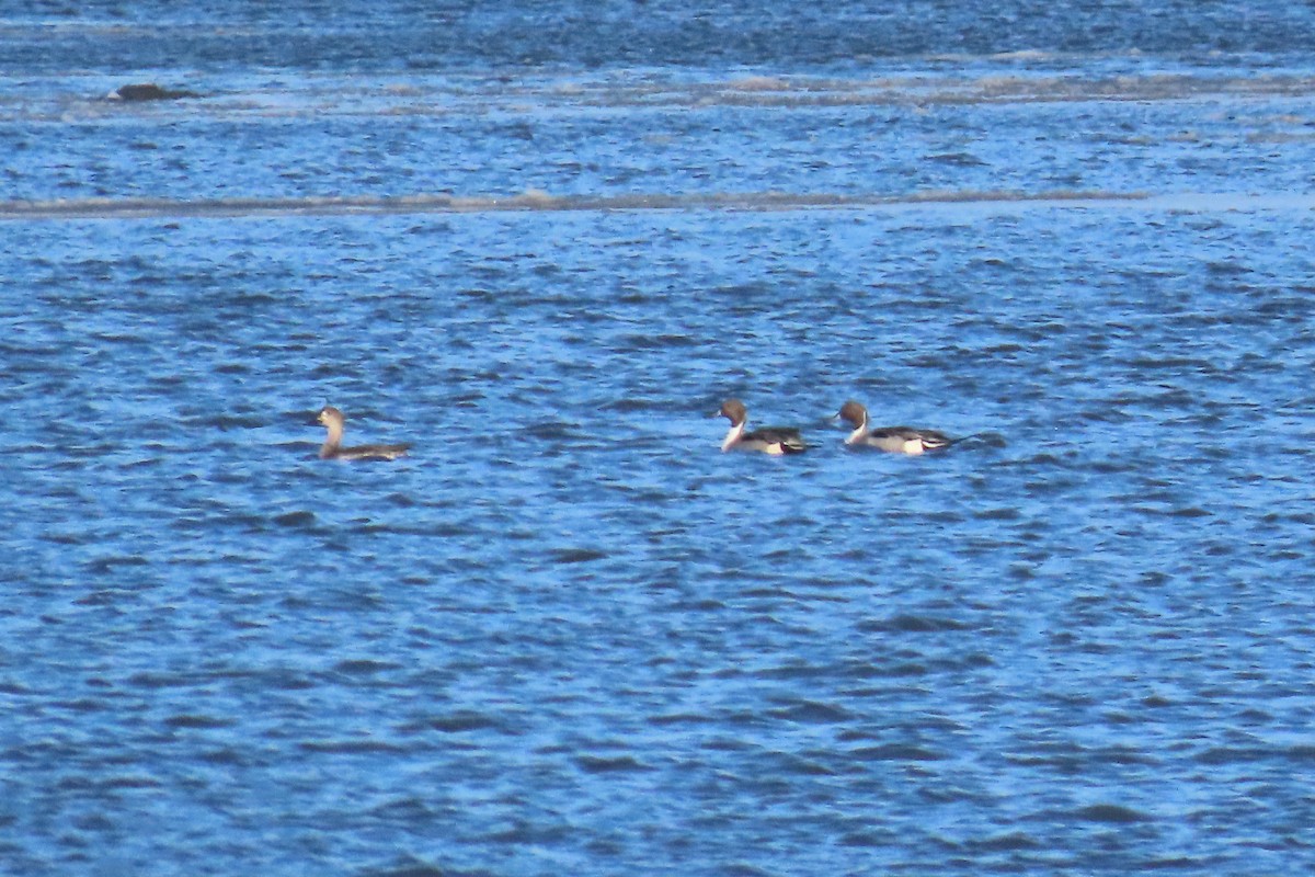 Шилохвіст північний - ML646933276