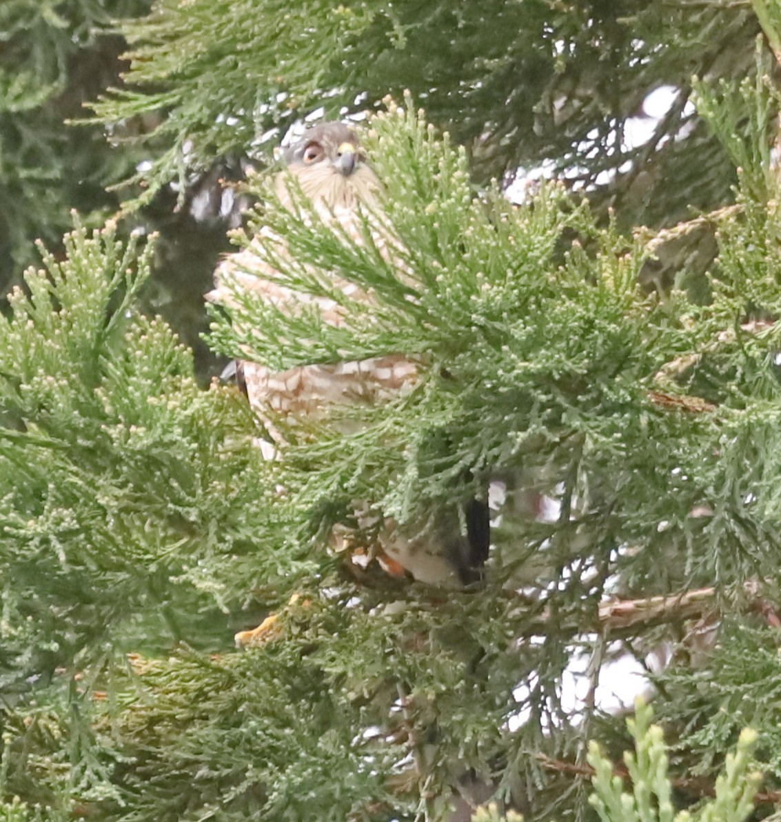 Sharp-shinned Hawk - ML646933282