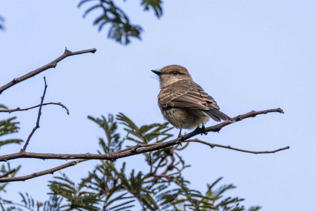 Vermilion Flycatcher - ML646933285