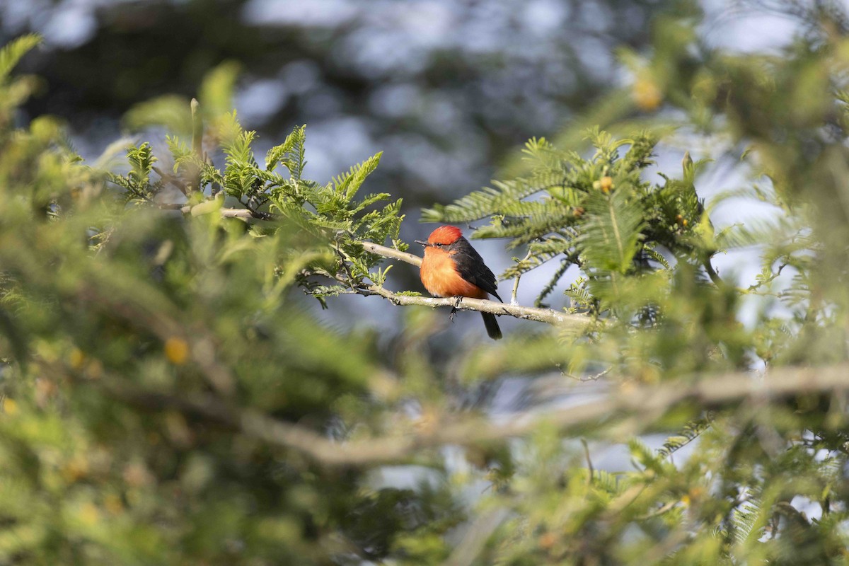 Vermilion Flycatcher - ML646933286