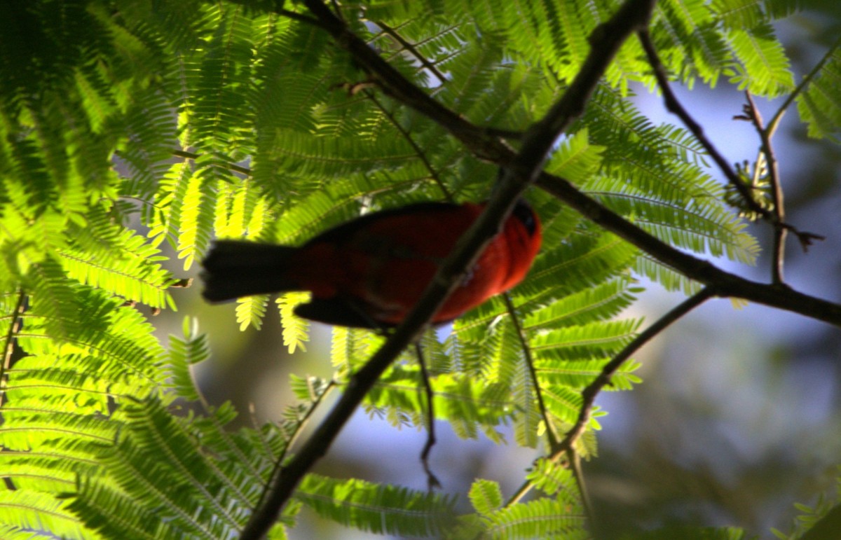 Ak Kanatlı Piranga - ML646933287