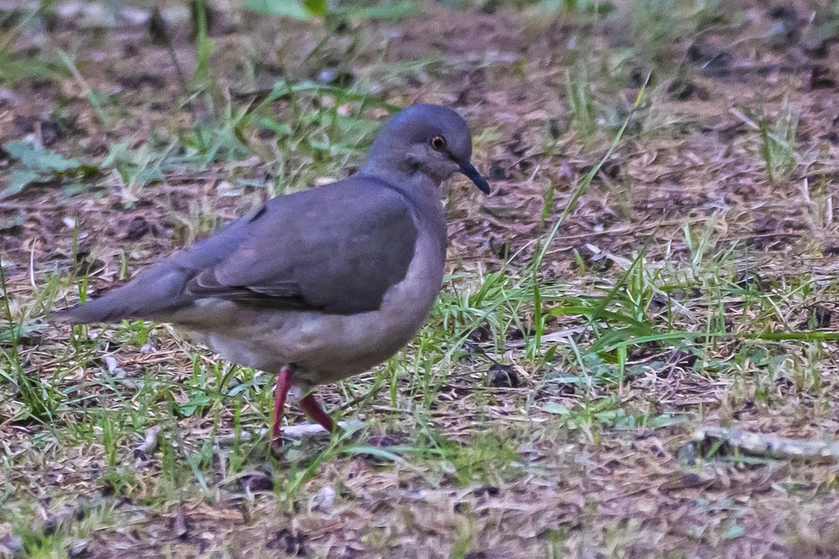 White-tipped Dove - ML646933290