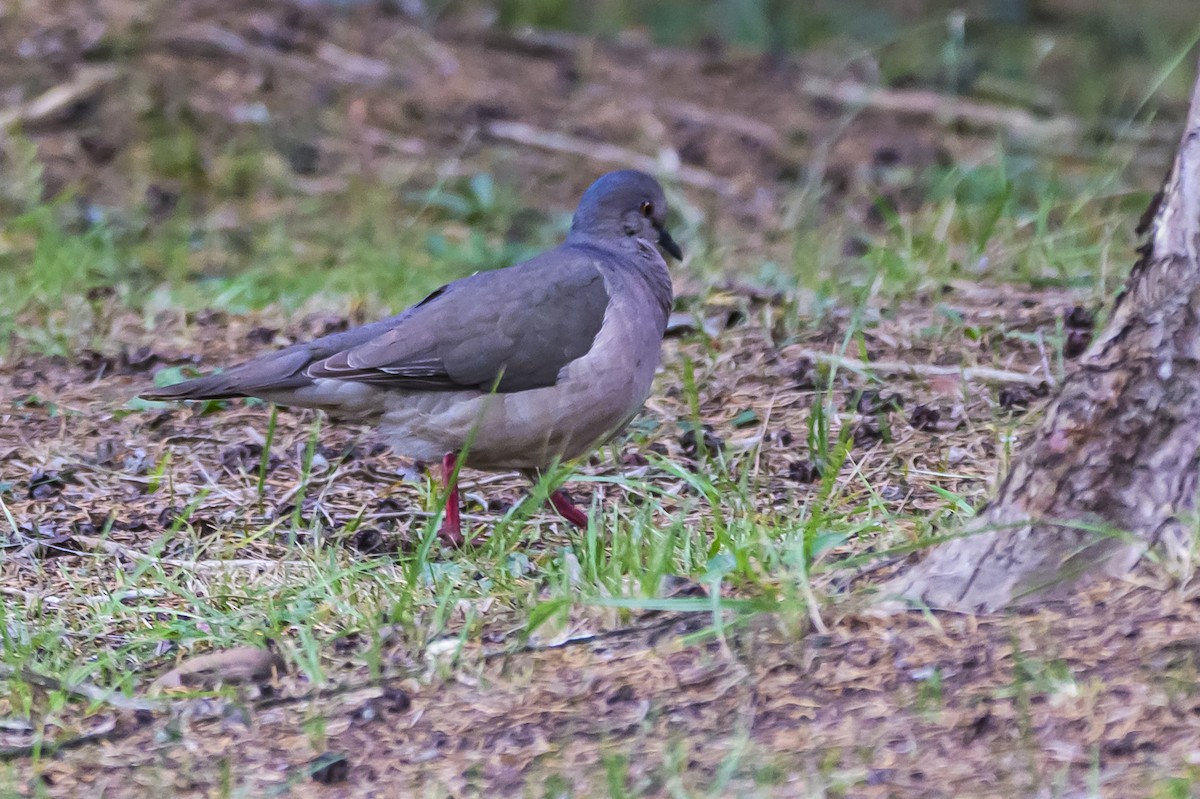 White-tipped Dove - ML646933294