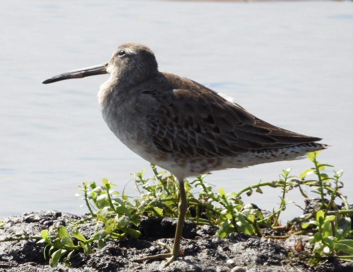 kortnebbekkasinsnipe - ML646933298