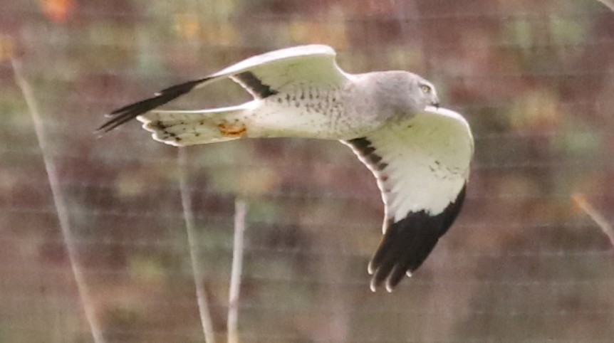 Northern Harrier - ML646933299