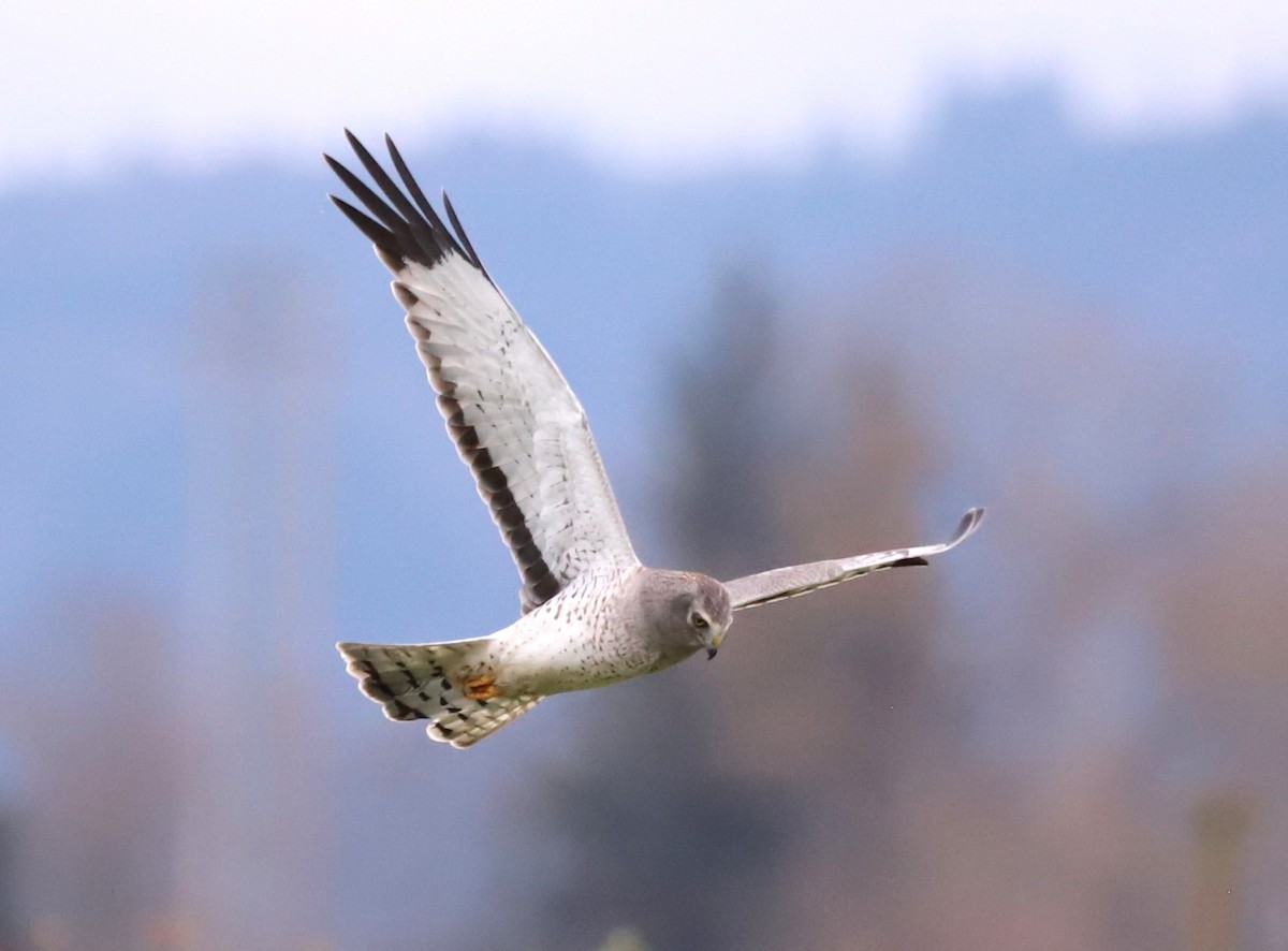 Northern Harrier - ML646933300