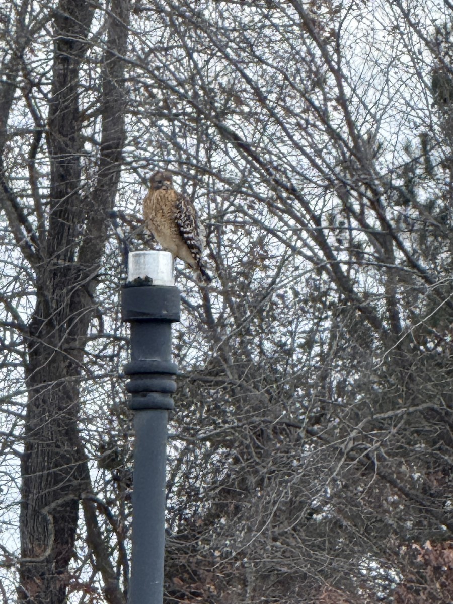Red-shouldered Hawk - ML646933302