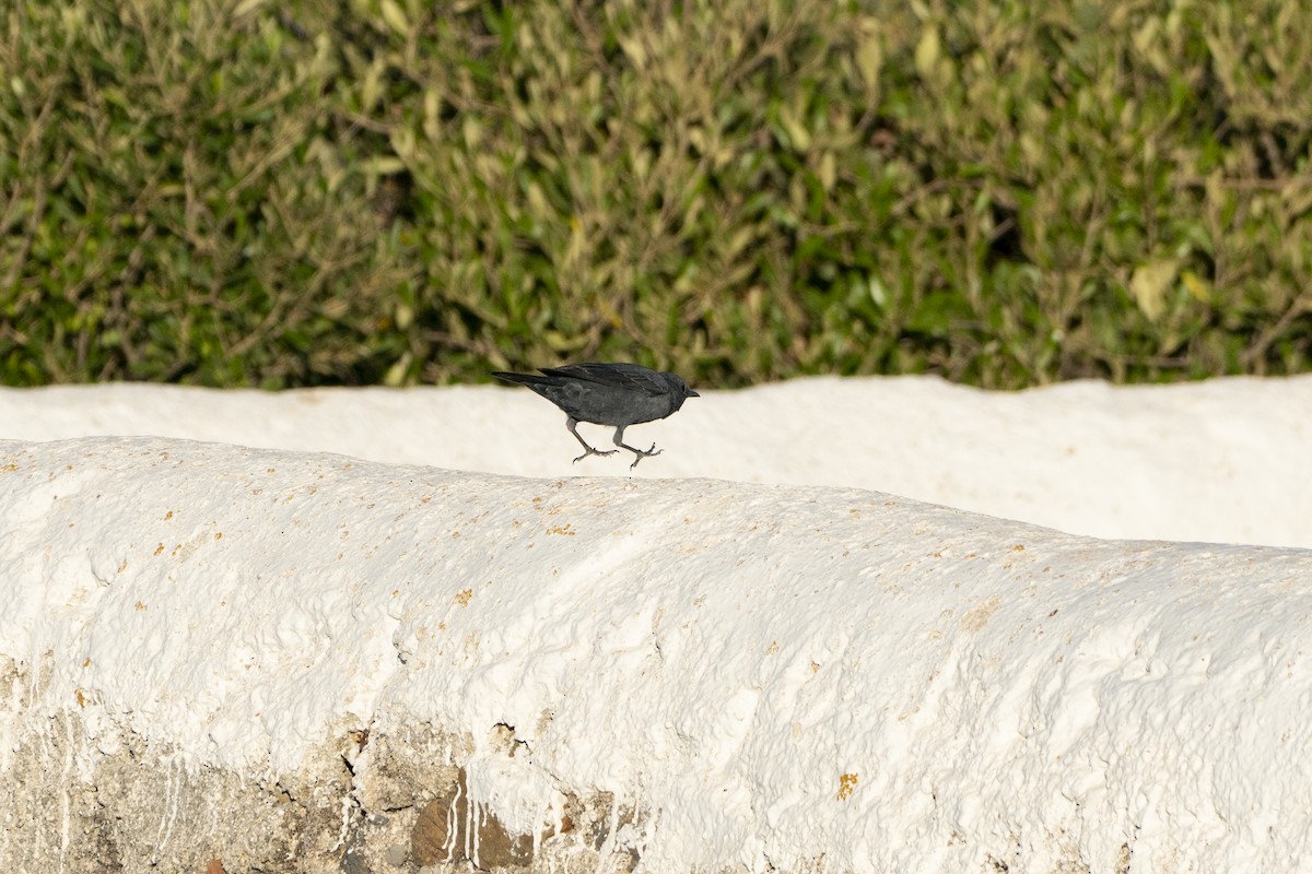Blue Rock-Thrush - ML646933307