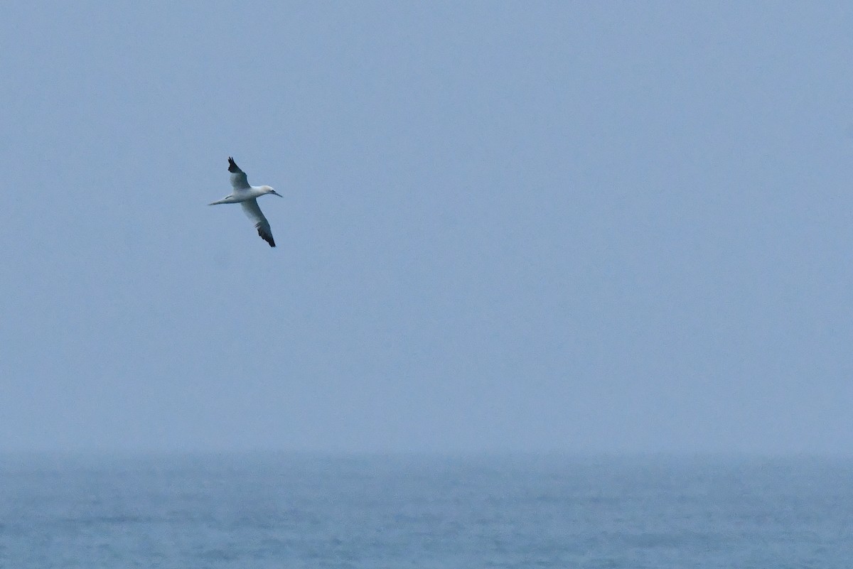 Northern Gannet - ML646933308