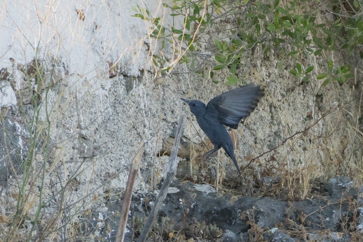 Blue Rock-Thrush - ML646933309