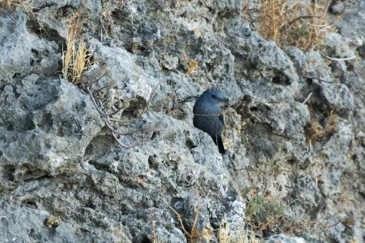 Blue Rock-Thrush - ML646933310