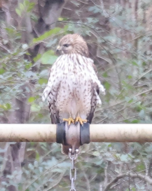 Busardo Pechirrojo - ML646933311