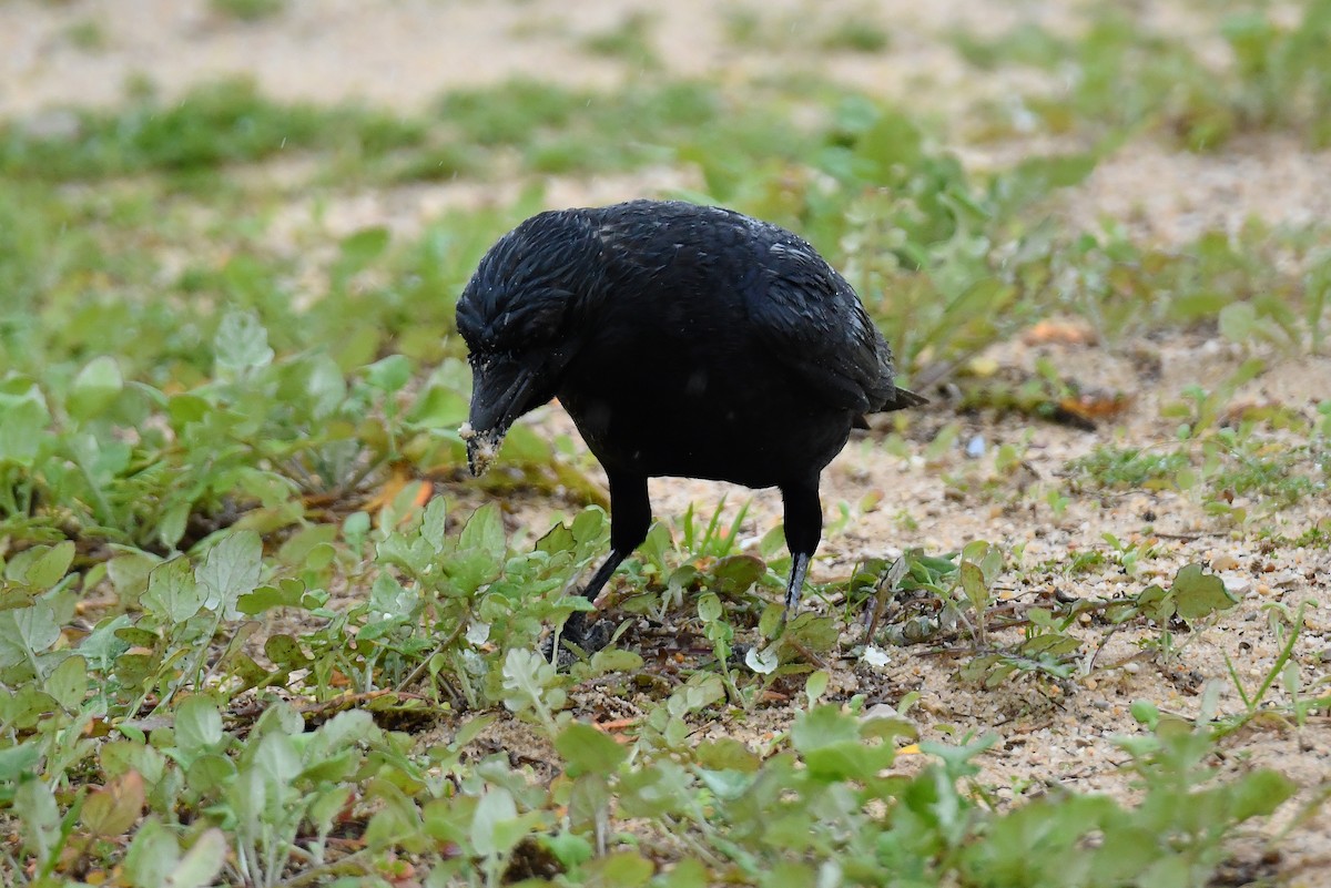 vrána černá - ML646933314