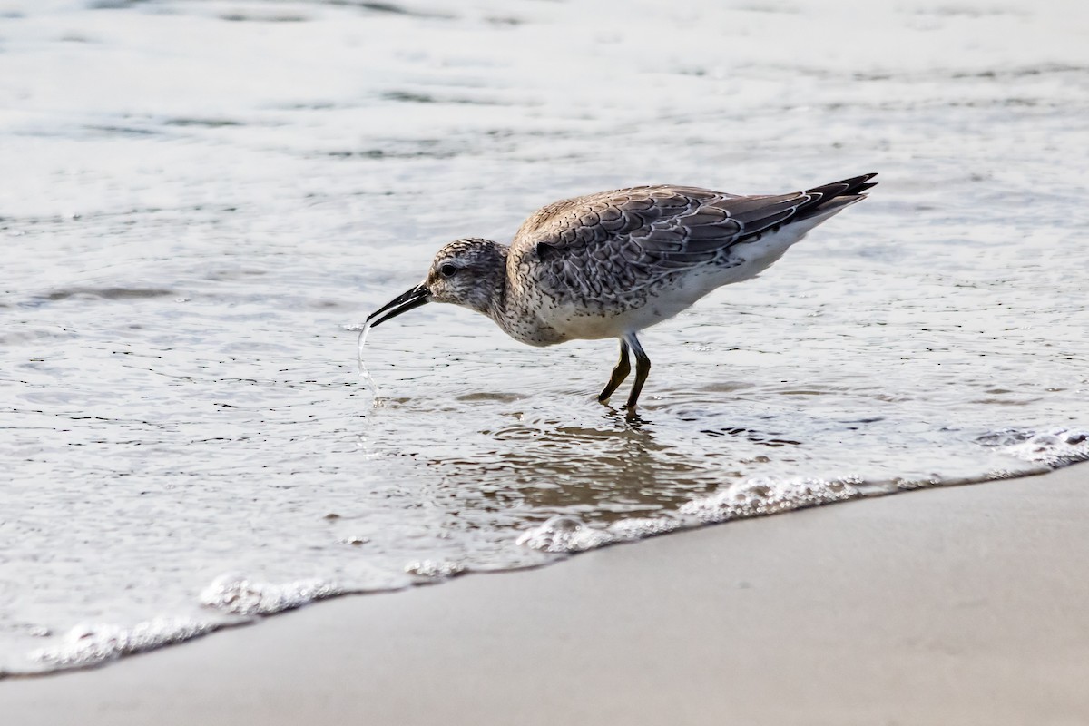 חופית להקנית - ML646933319