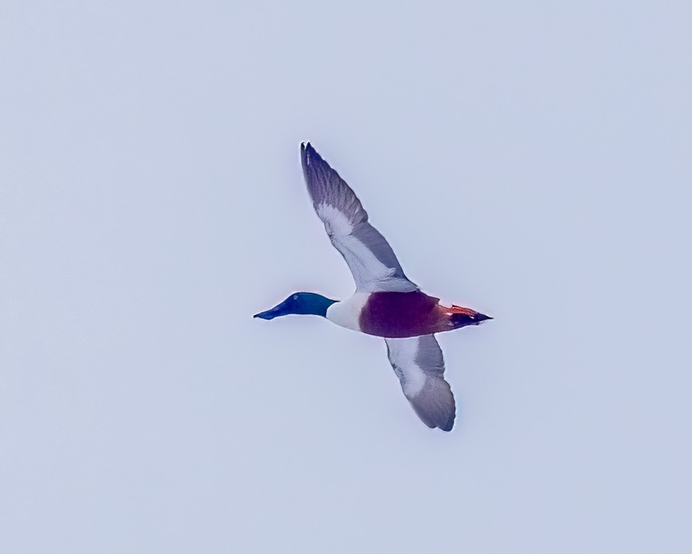 Löffelente - ML646933321