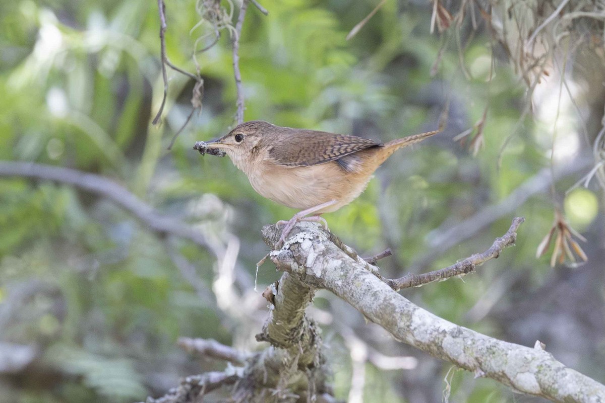 Southern House Wren - ML646933322