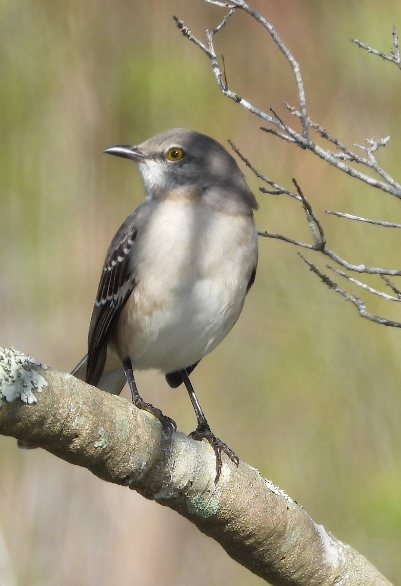 sangspottefugl - ML646933323